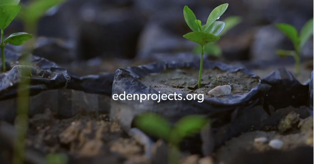 Eden Reforestation Projects - Haiti